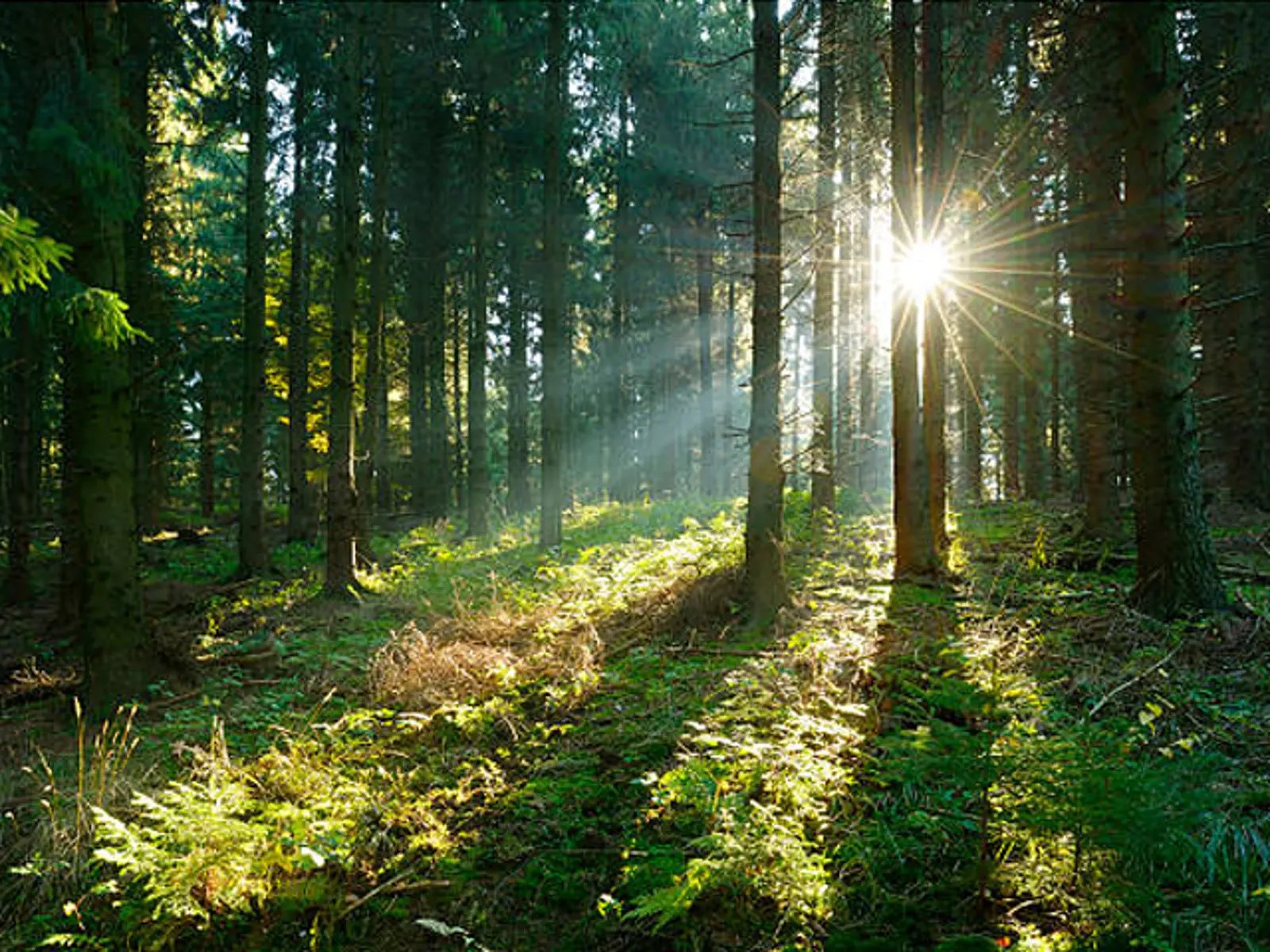 Sustainable Structural Core Materials